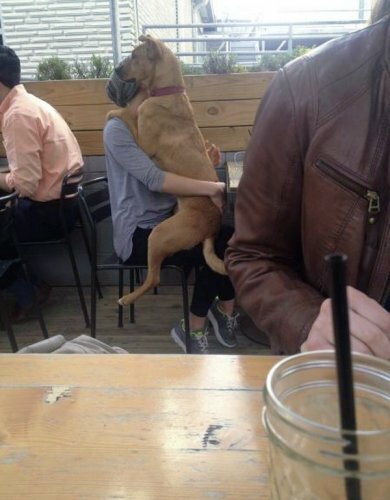 16 Reasons Why Dogs Should Be Held Like Babies The Daily Edge