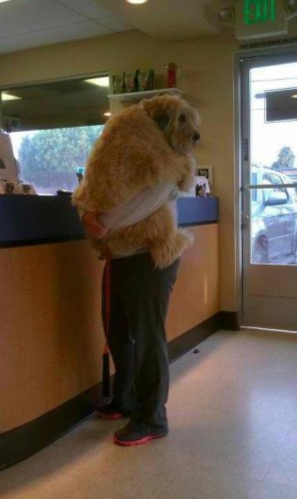 Do dogs like to be held