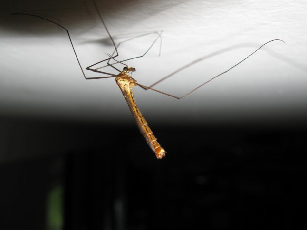 7 Reasons To Fear That Daddy Long Legs In Your Bedroom The Daily