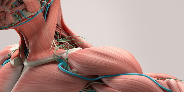 QUIZ: How Much Do You Really Know About The Muscles In Your Body?