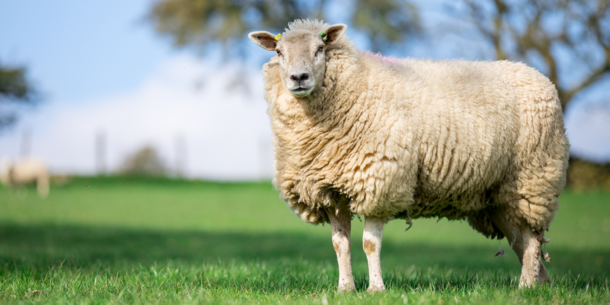 quiz-how-much-do-you-know-about-farm-animals-thejournal-ie