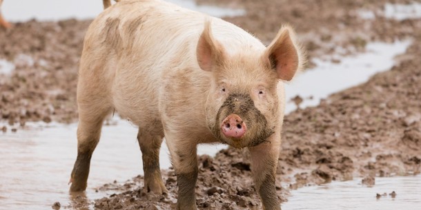 Quiz: How much do you know about farm animals? · TheJournal.ie