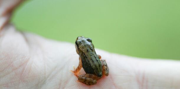 Quiz: How much do you know about frogs? · TheJournal.ie